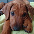 Rhodesian Ridgeback
