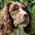 Engelse Springer Spaniel