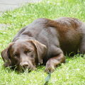 Labrador