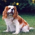 Cavalier King Charles Spaniel