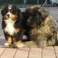 Berner Sennenhond