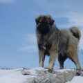 Sarplaninac
