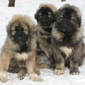 Sarplaninac