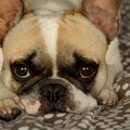 Franse Bulldog