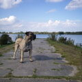 Dogo Canario