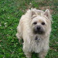 Cairn Terrier