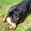 Rottweiler