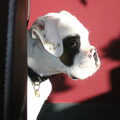 Boxer