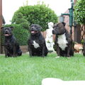 Staffordshire Bull Terrier