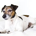 Jack Russell Terrier