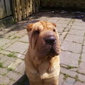 Shar Pei