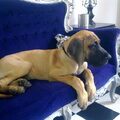 Duitse Dog
