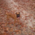 Boxer