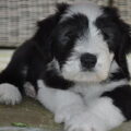 Bearded Collie