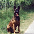 Mechelse Herder