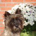 Cairn Terrier