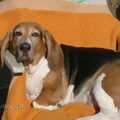 Basset Artesien Normand