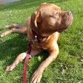 Bordeauxdog