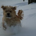 Hollandse Smoushond