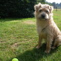 Hollandse Smoushond