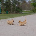 Hollandse Smoushond