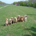 Hollandse Smoushond