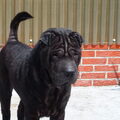 Shar Pei