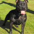Staffordshire Bull Terrier