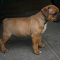 Staffordshire Bull Terrier
