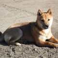 Shiba Inu
