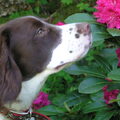 Engelse Springer Spaniel