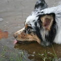 Australian Shepherd