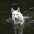 Zwitserse Witte Herder