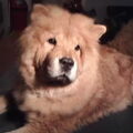 Chow chow