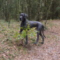 Duitse Dog