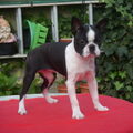 Boston Terrier