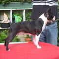 Boston Terrier