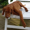 Vizsla (Hongaarse staande hond)