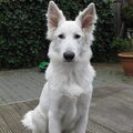 Zwitserse Witte Herder
