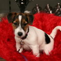 Jack Russell Terrier