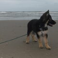 Oud Duitse Herdershond