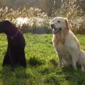 Labrador