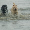 Labrador