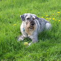 Schnauzer