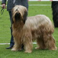 Briard