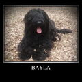 Briard