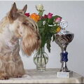 Schotse Terrier