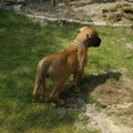 Boerboel