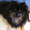 Keeshond, Dwerg