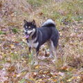 Shiba Inu